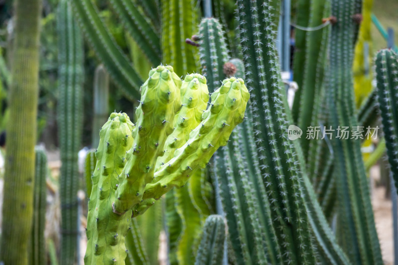 沙地生长着仙人掌，园林景观绿植