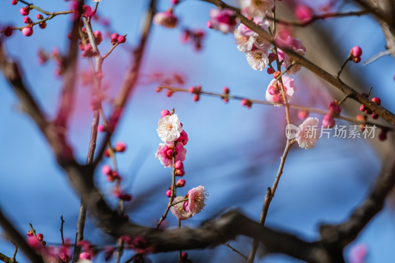 春天北京市内桃花盛开明城墙遗址公园