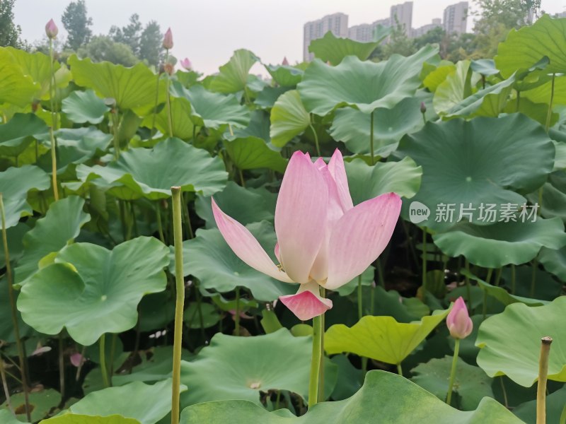 盛开的荷花与荷叶景观