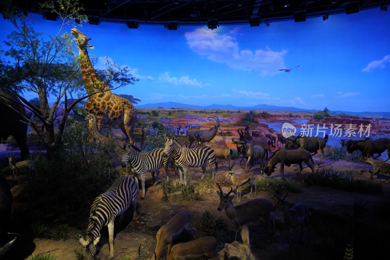非洲草原野生动物模拟场景