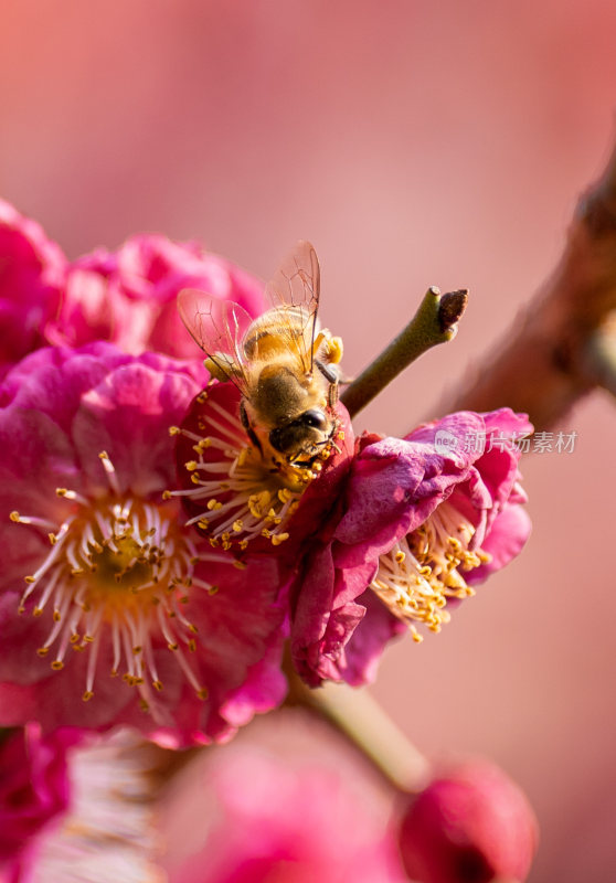 蜜蜂采蜜特写