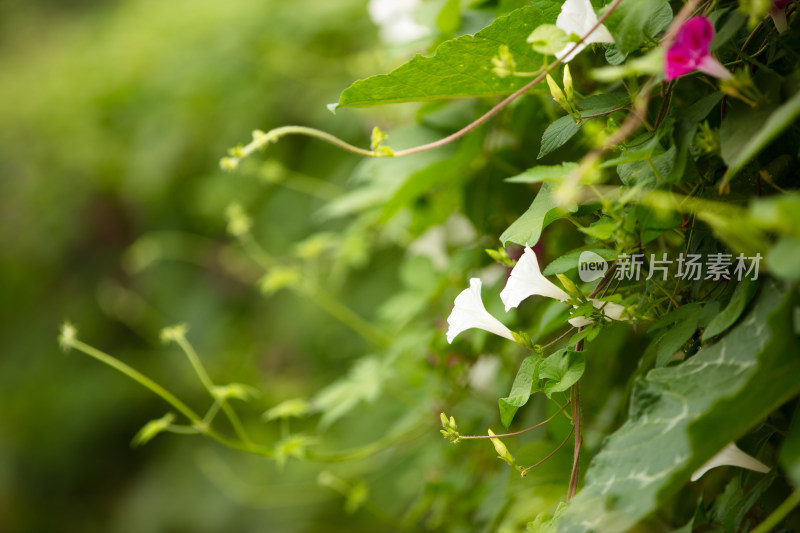 藤蔓植物牵牛花开放出漂亮的花朵