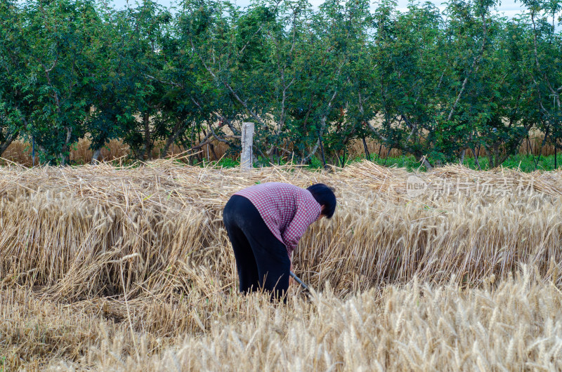 芒种时节，一个老农妇用镰刀在田间割麦