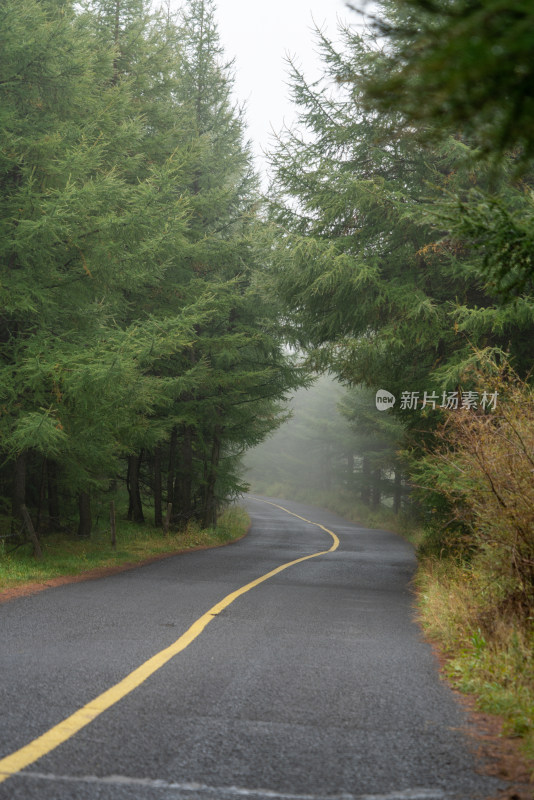 张家口草原公路林间公路