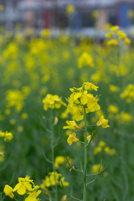 杭州萧山城市旁盛开的油菜花田