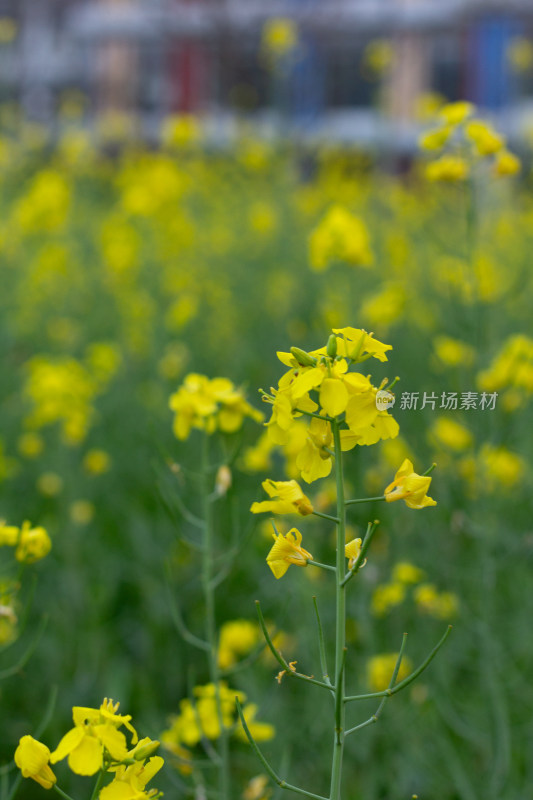 杭州萧山城市旁盛开的油菜花田