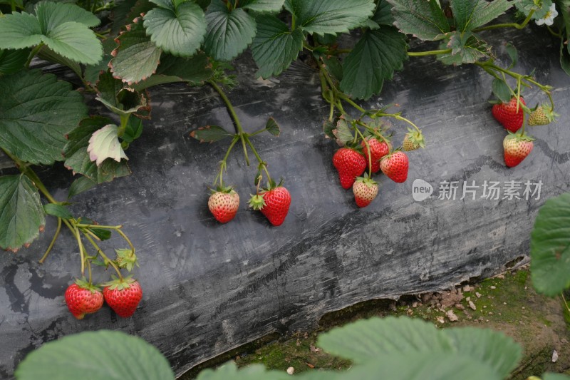 大棚里成熟的红色草莓特写