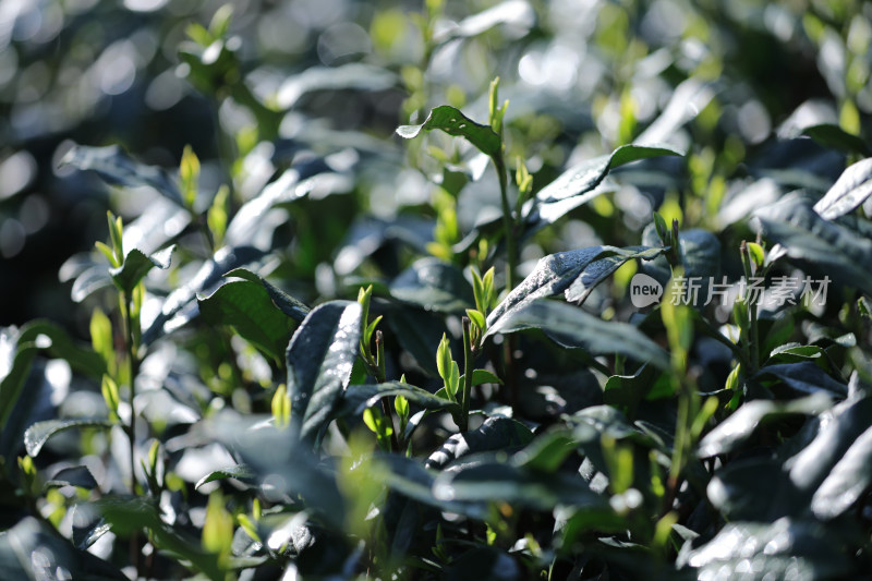 浙江杭州西湖龙井第一批长出的春茶嫩芽