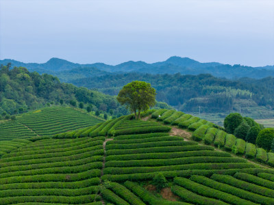 江西婺源大鄣山考水茶园