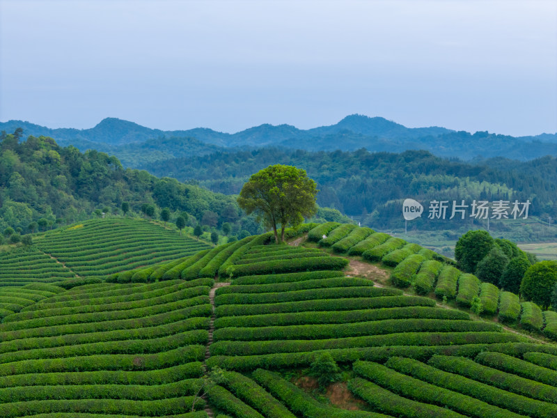 江西婺源大鄣山考水茶园