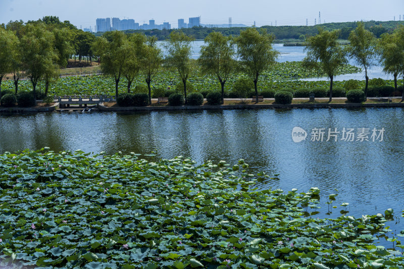 武汉蔡甸汤湖公园生态园林风景