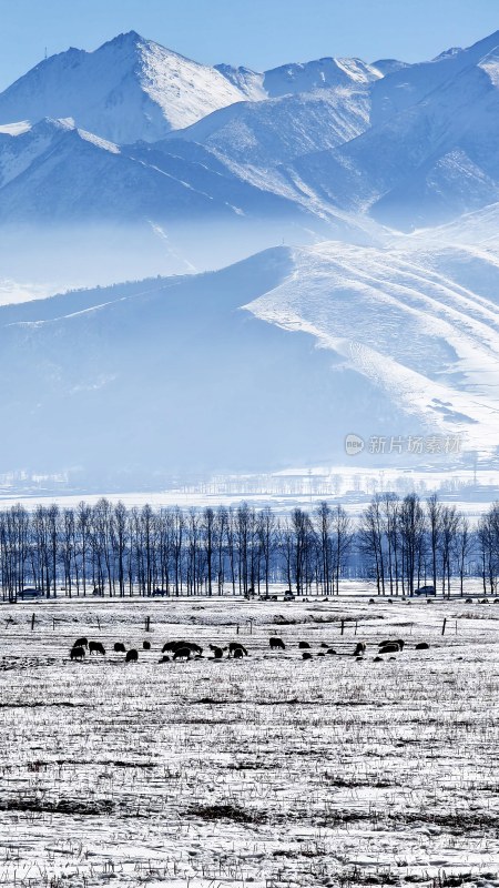 雪山下的开阔草地与树木相映成趣