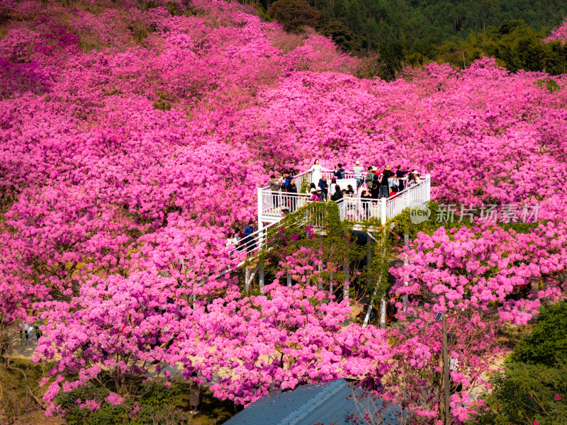 广东满山紫花风铃木盛开航拍高清照片