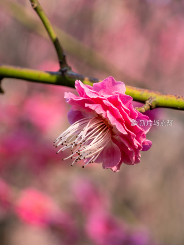 微距下的梅花