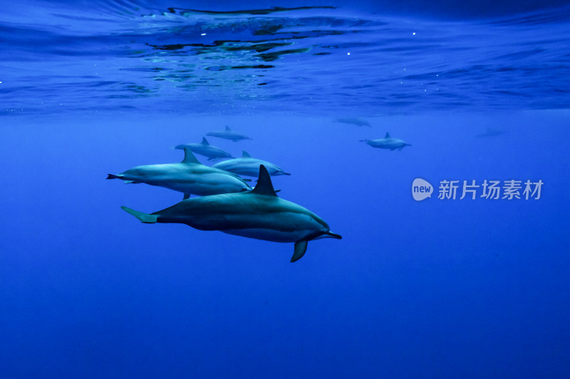 蓝色海洋里的野生海豚