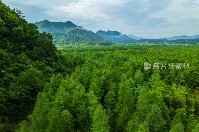 山林茂密森林俯瞰全景