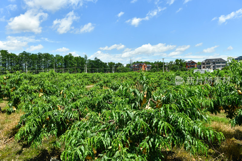 桃园水蜜桃种植，乡村经济