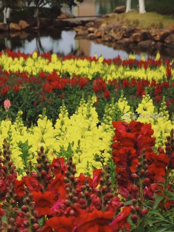 佛山市千灯湖公园金鱼草花海