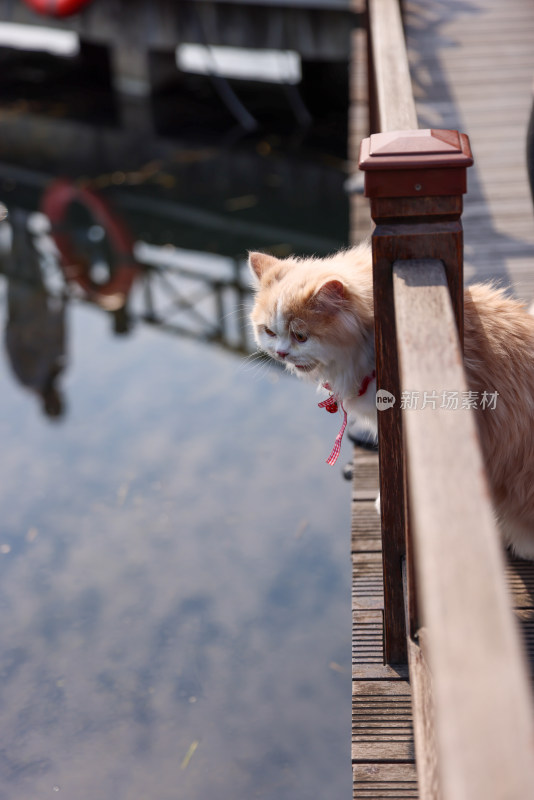 猫坐在栈道上的特写镜头