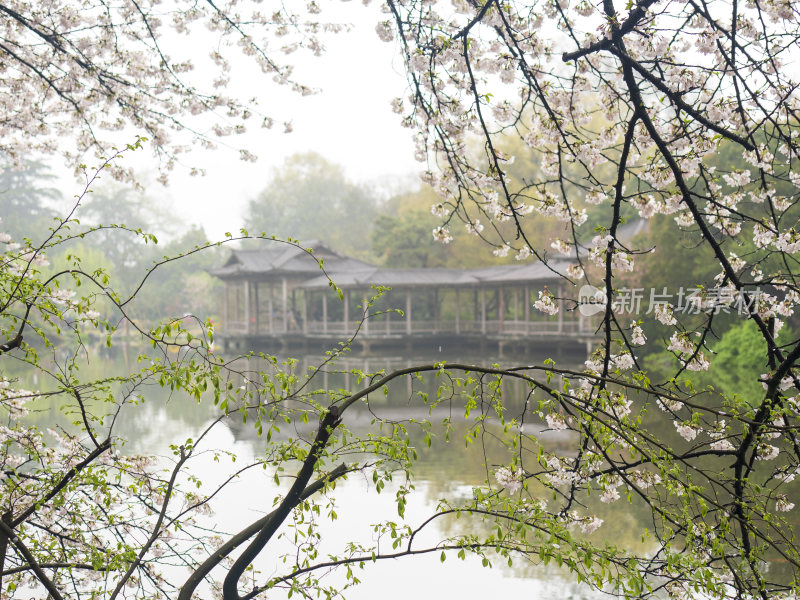 杭州西湖花港观鱼风景