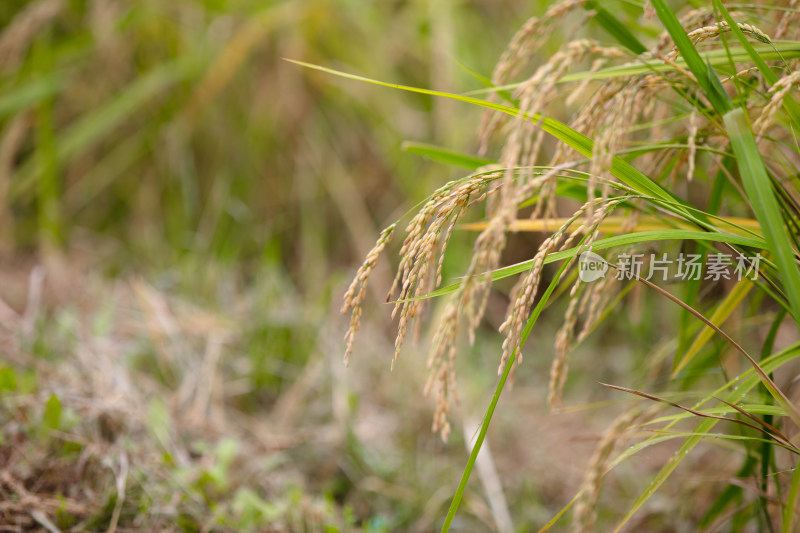 农田种植传统粮食水稻