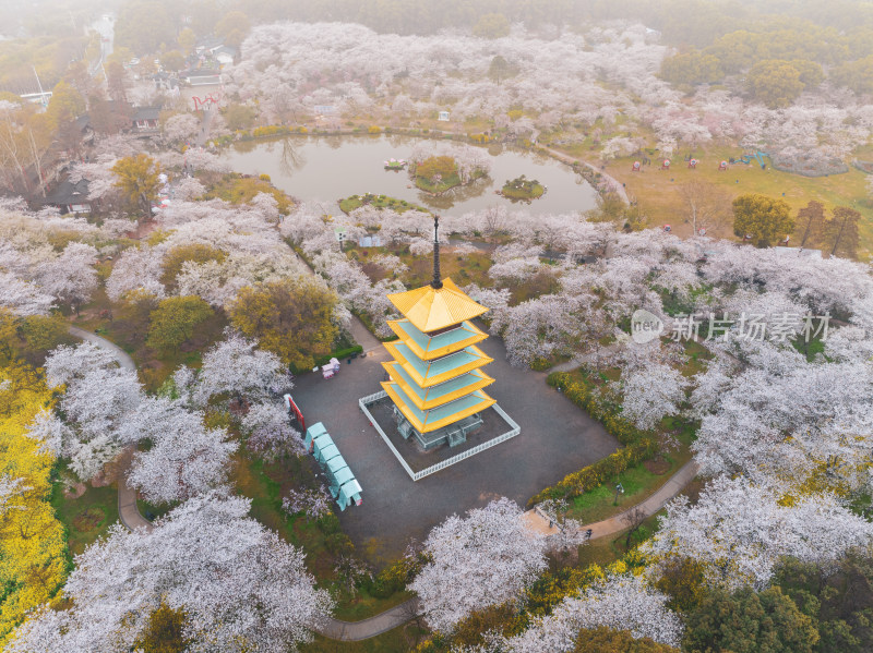 武汉东湖磨山樱花园樱花盛开