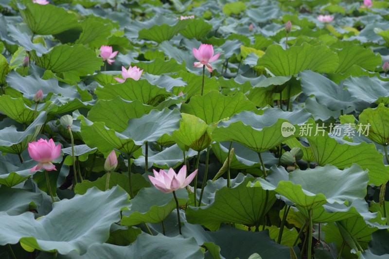 广东东莞：清溪公园荷花盛开