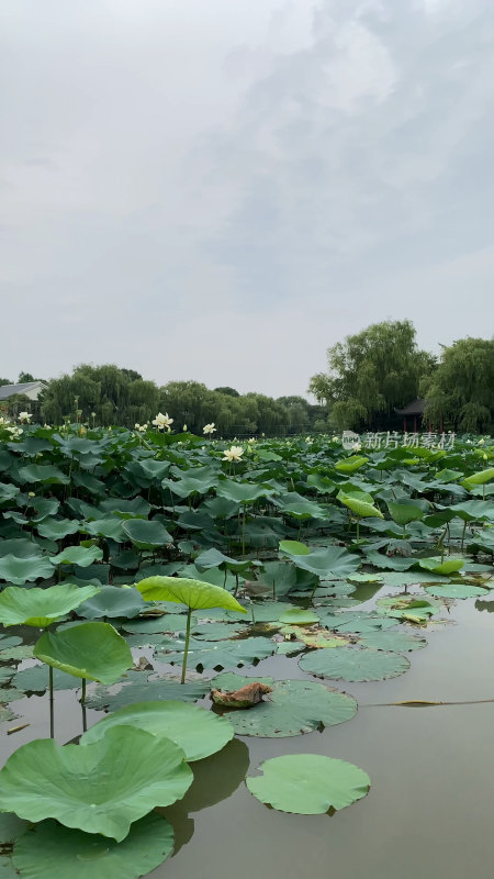 盛夏的荷花池