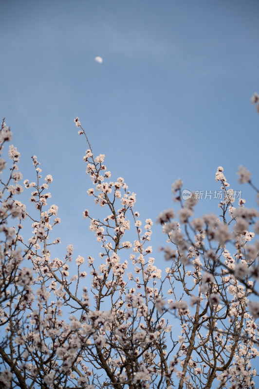 春天乡村盛开的杏花和天空蓝色留白背景