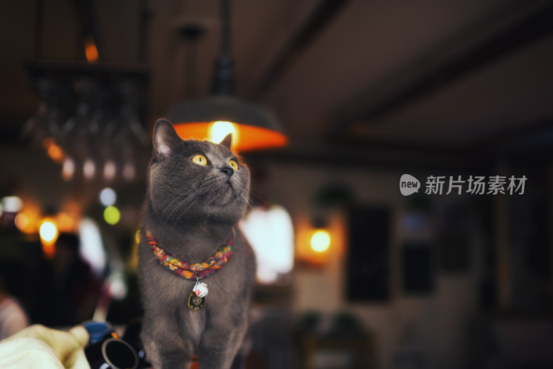 猫咖中可爱的猫咪