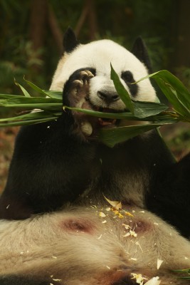 熊猫萌萌啃食竹叶的可爱模样