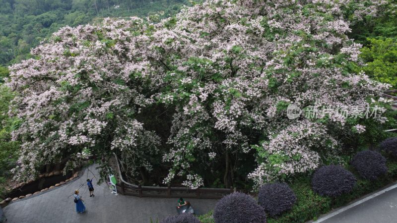 广东东莞：短萼仪花盛开