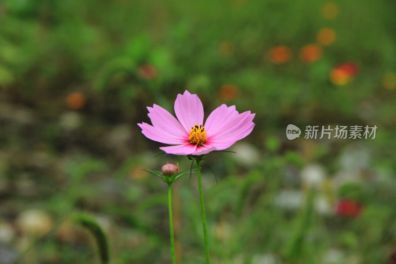 户外的鲜花野花