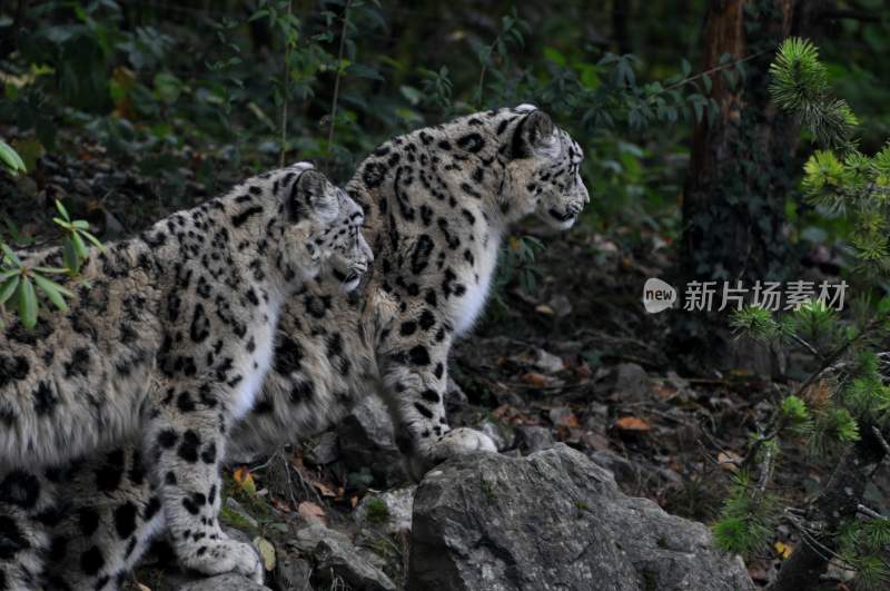 野生动物豹子猎豹猎食动物