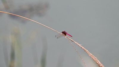 野外红蜻蜓