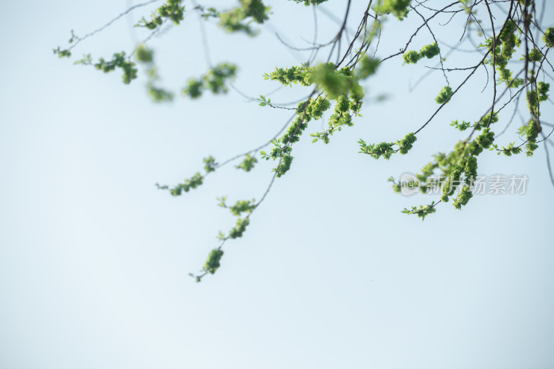 榆钱花榆钱树