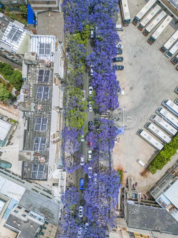 昆明校场中路蓝花楹航拍景色