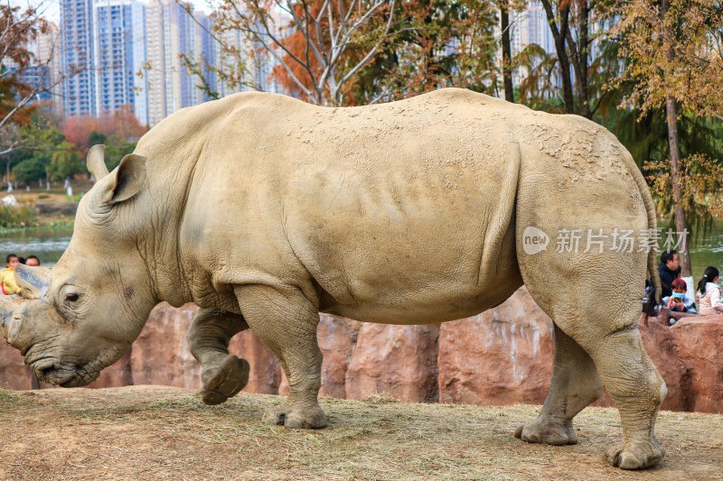 武汉动物园里的白犀牛特写