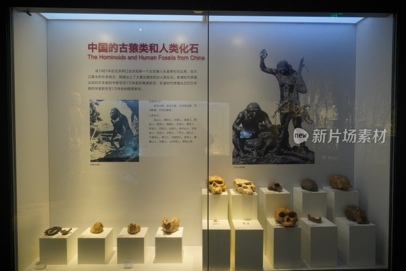 中国的古猿类和人类化石