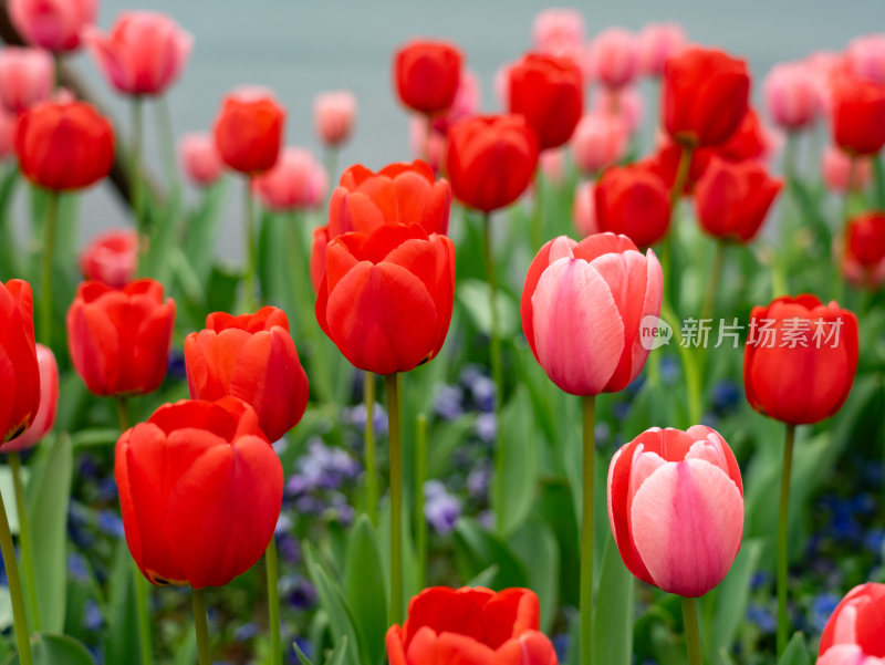 盛开的郁金香花