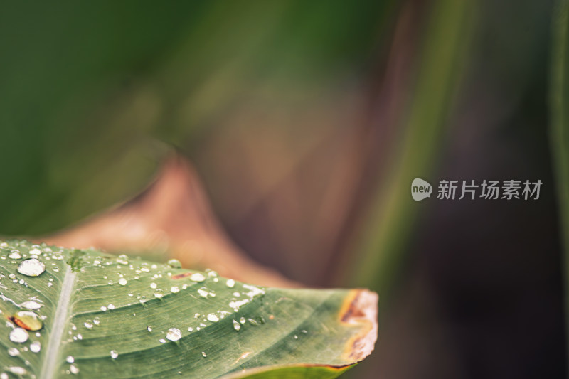 雨后绿叶上的水珠