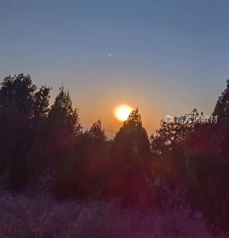 夕阳下树木林立的自然景观