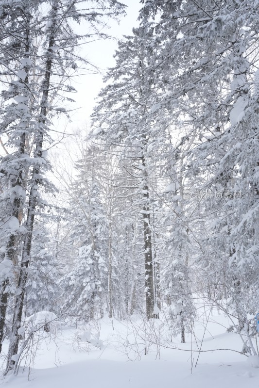 雪乡羊草山雪松