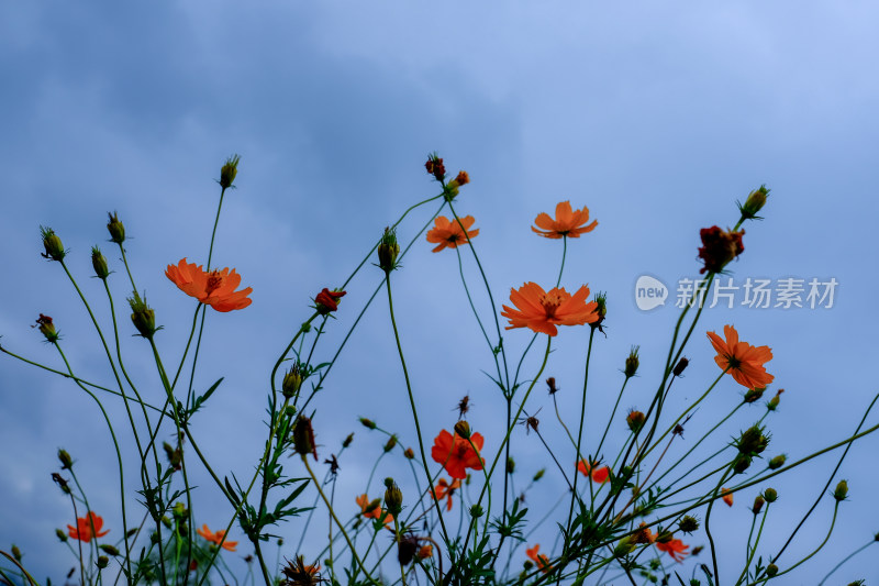 沙湖格桑花