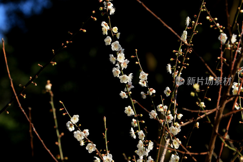 广州白云山的梅花