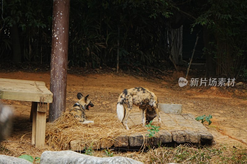 动物园中休憩进食的非洲野犬