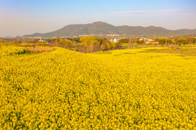 苏州太湖丽波湾油菜花航拍