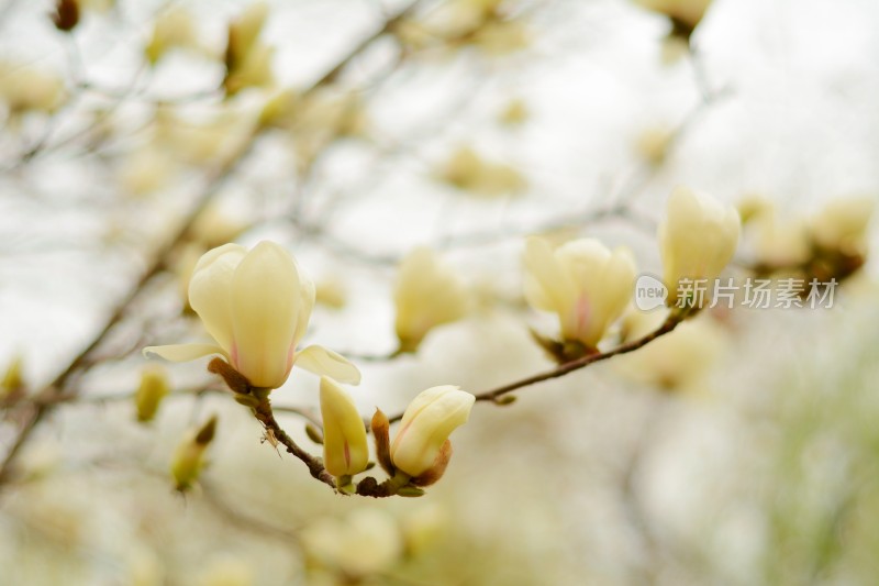 满树盛开的玉兰花