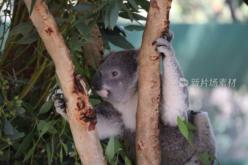 野生动物考拉