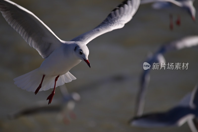 红嘴海鸥